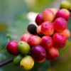 Coffeaarabica