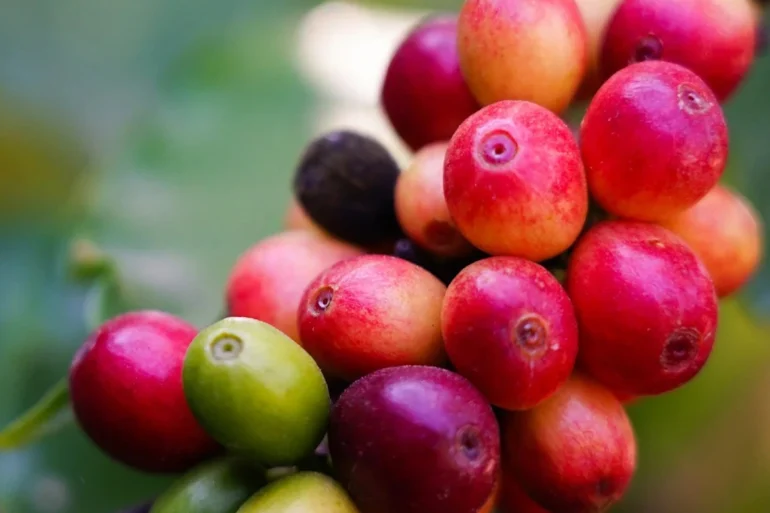 Coffeaarabica