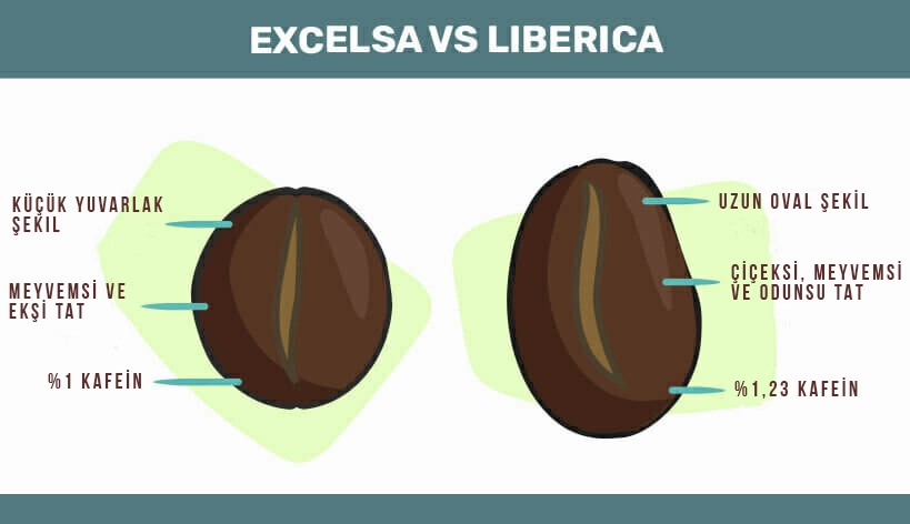 excelsa-liberica excelsa liberica