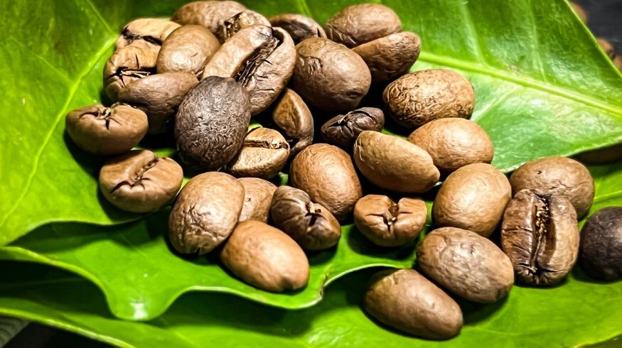 excelsa03